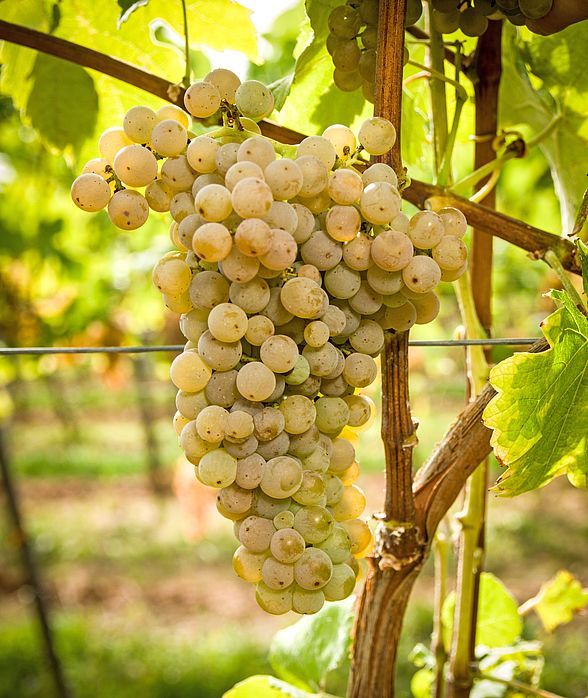 image Calardis Blanc