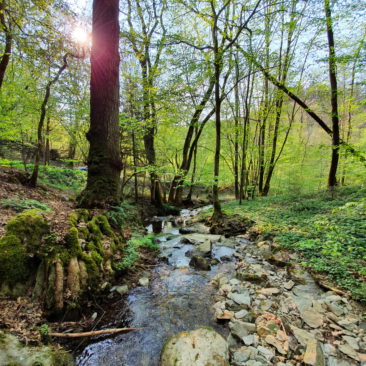 image Chemins de randonnée en forêt