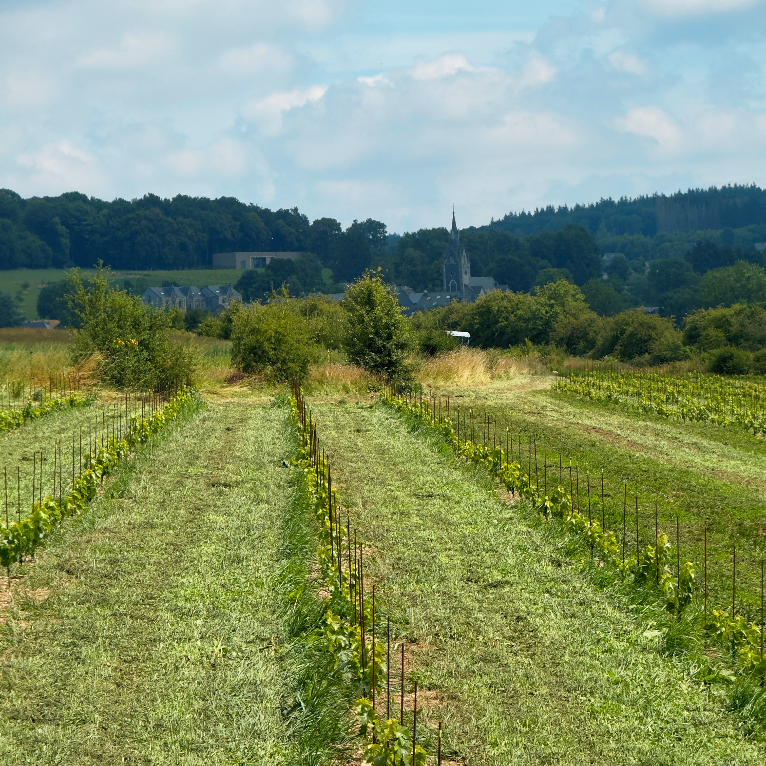 image 2 d'introduction du vignoble