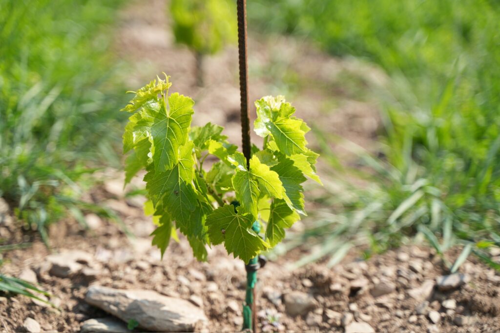 image Une culture à petite échelle, pour plus d’expression