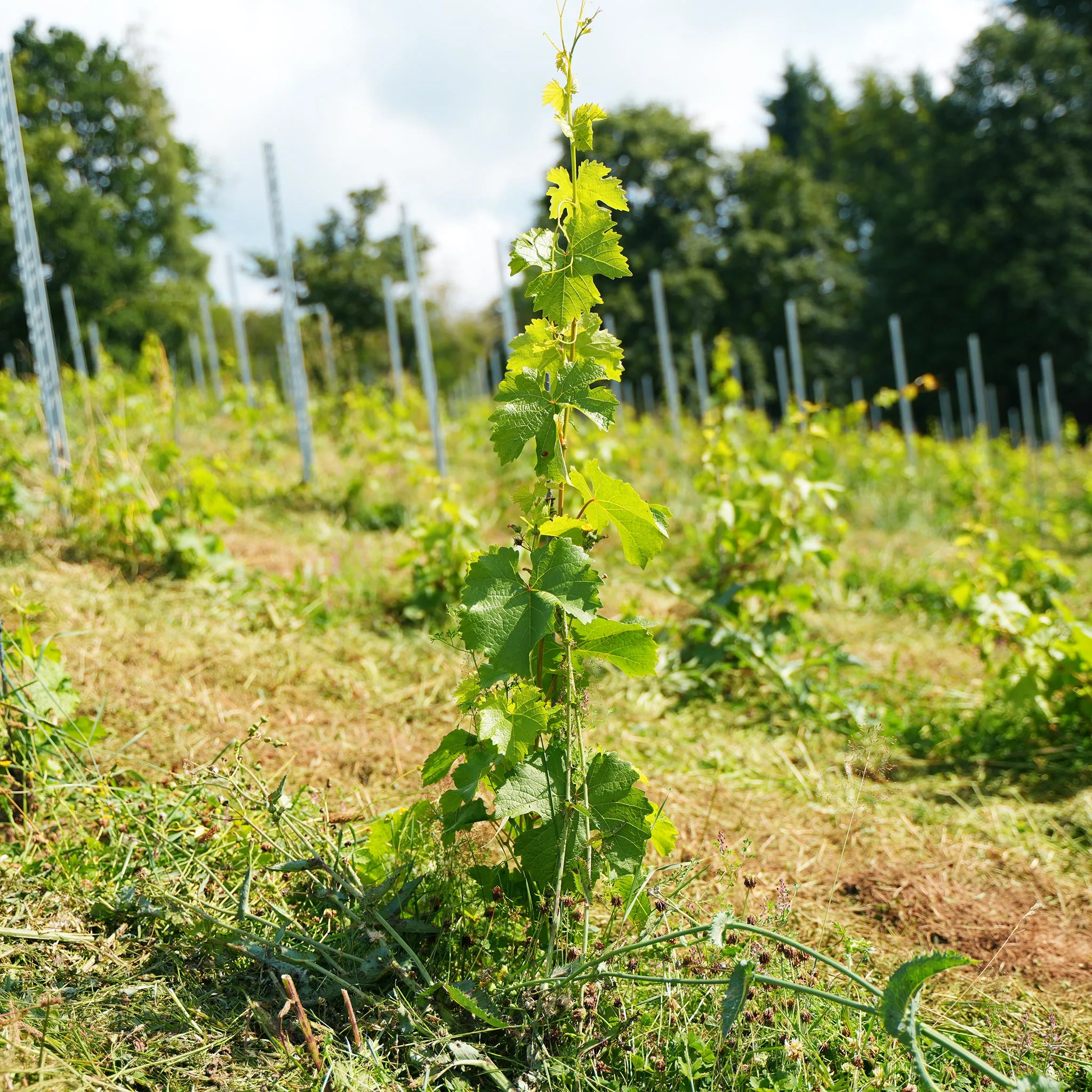 image 1 d'introduction du vignoble
