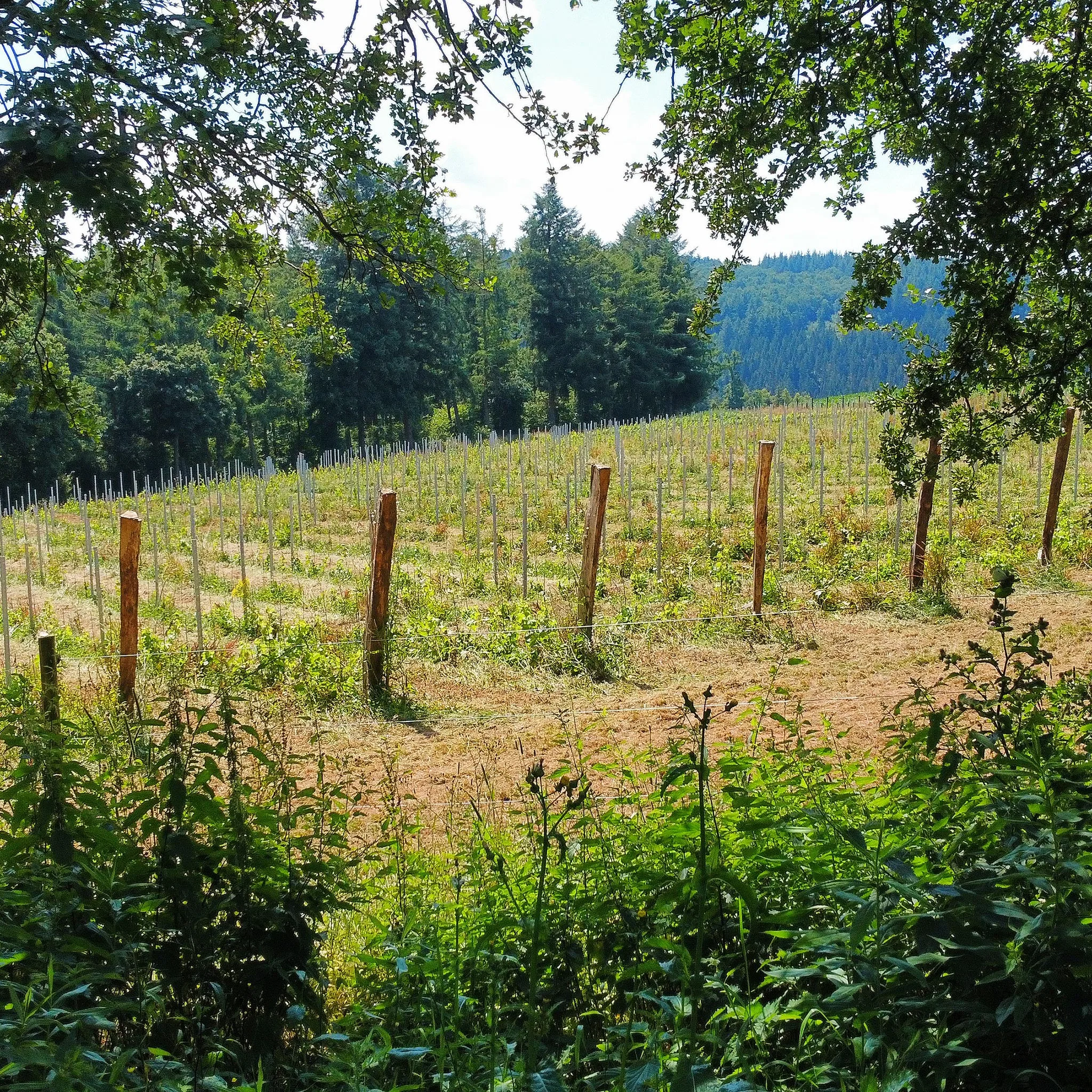 image 2 d'introduction du vignoble